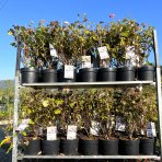 Hortenzia stromčekovitá (Hydrangea arborescens) ´CANDYBELLE® BUBBLEGUM´ - výška 50-60 cm, kont. C2L